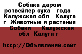 Собака даром ротвейлер сука 4 года - Калужская обл., Калуга г. Животные и растения » Собаки   . Калужская обл.,Калуга г.